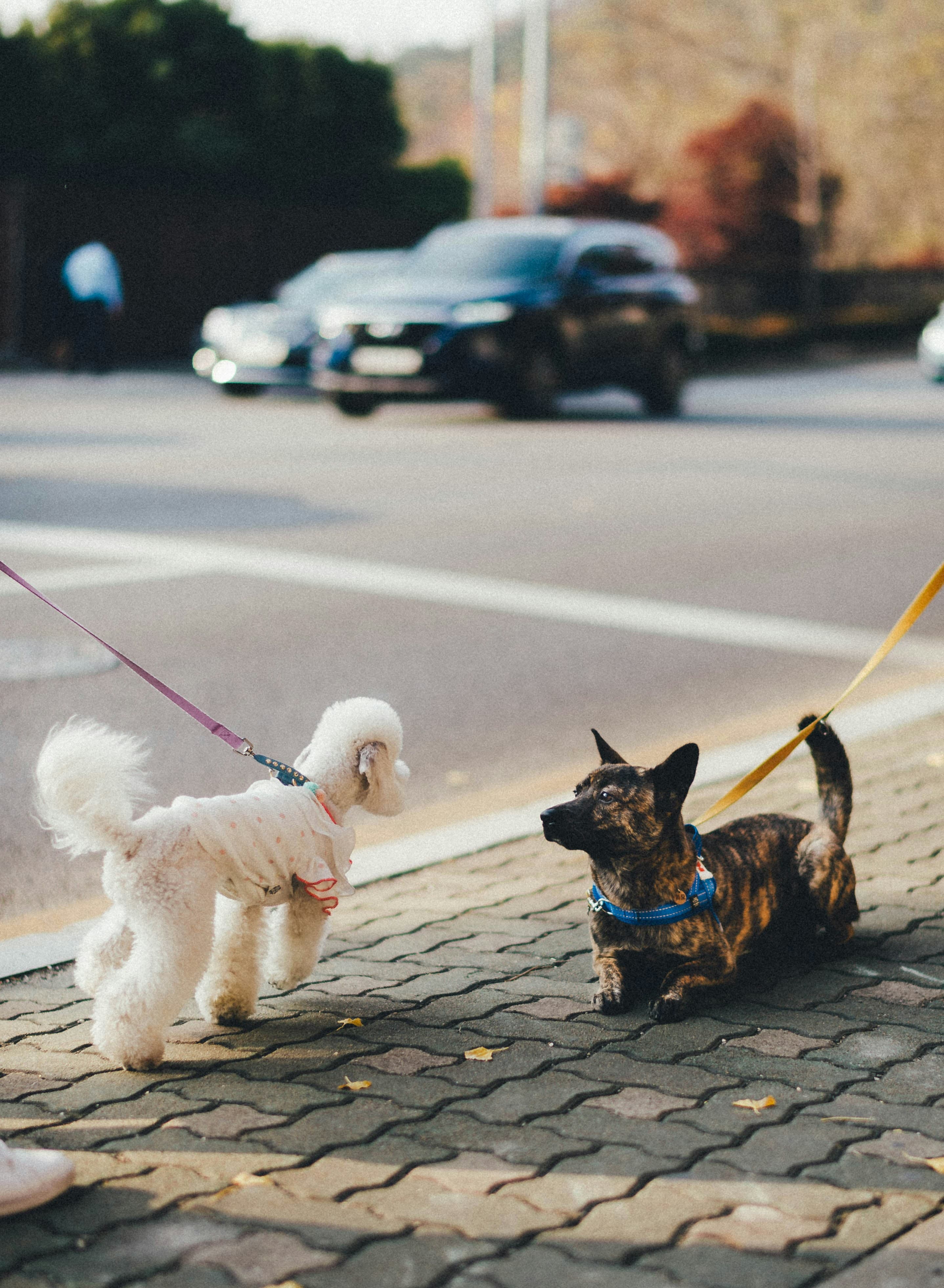 Weekly dog walking