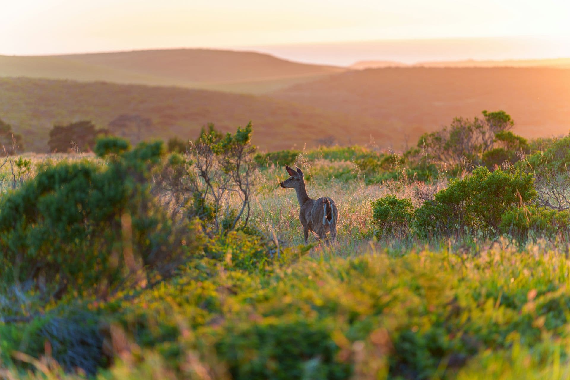 Marin Conservation League